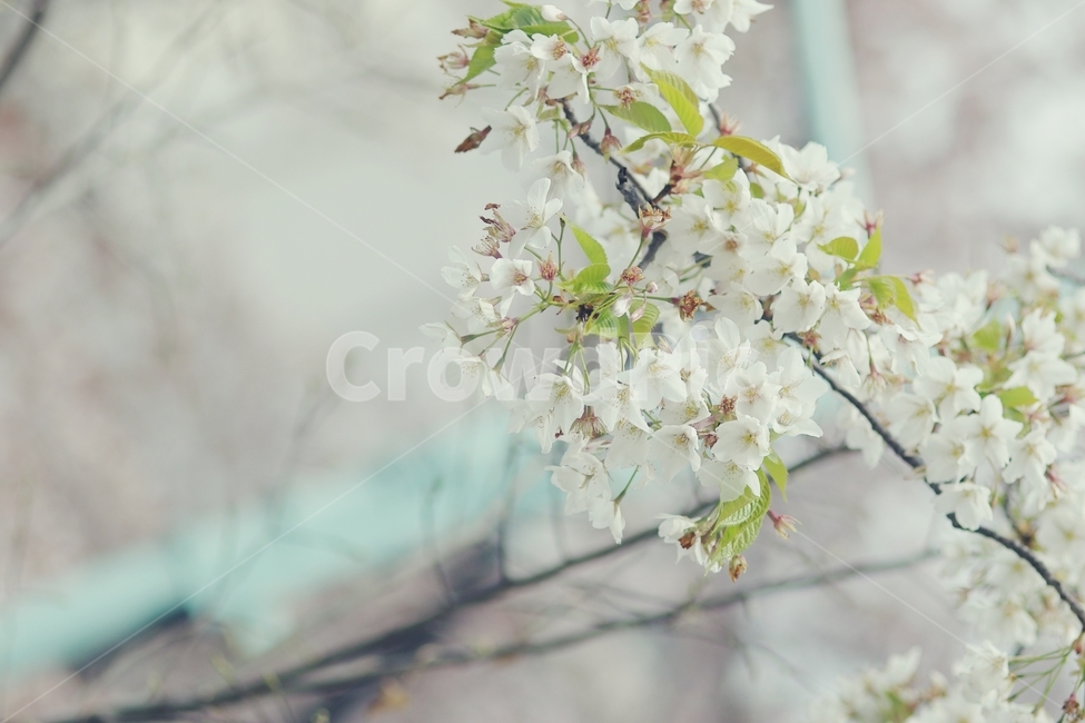 벚꽃,cherryblossom,cherry,벚나무,white,화이트,꽃,flower,봄,spring,꽃잎,봄,계절,spring,season,식물,자연,plants,nature,꽃,flower,감성,sensible,feeling,plant