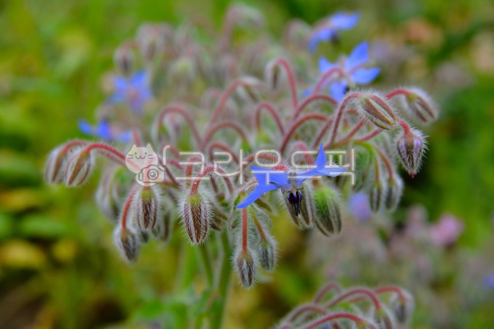 Borage,ornamental,herb plant,Herb,herbs,flower,plant,Aromatherapy,medicinal plants,For gardening