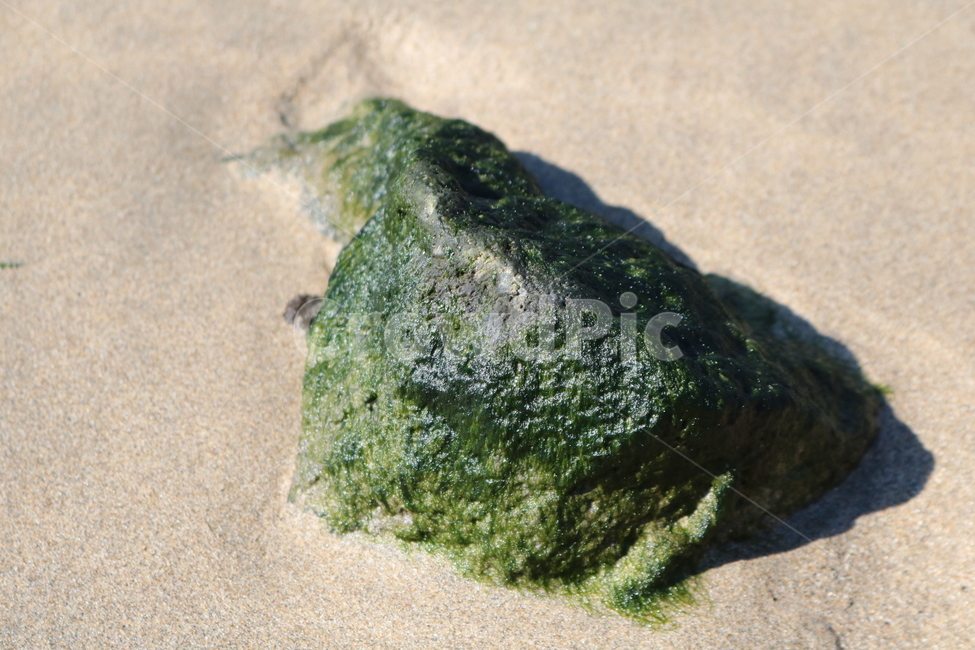 plant,식물,돌,이끼,moss,rock