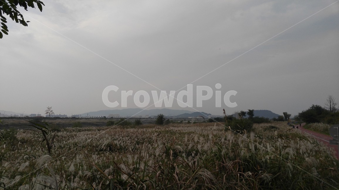 nature,자연,outdoors,옥외,갈대
