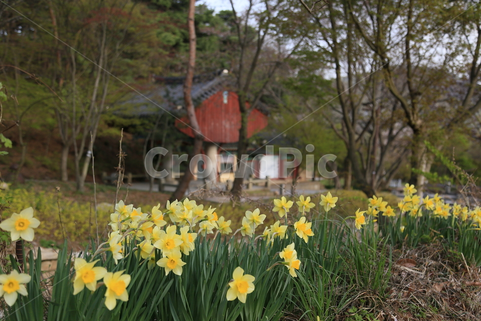 불교,수덕사,일주문,수선화,사찰여행,꽃,한국전통,한국문화,korean traditional,korean culture,식물,자연,plants,nature,꽃,flower
