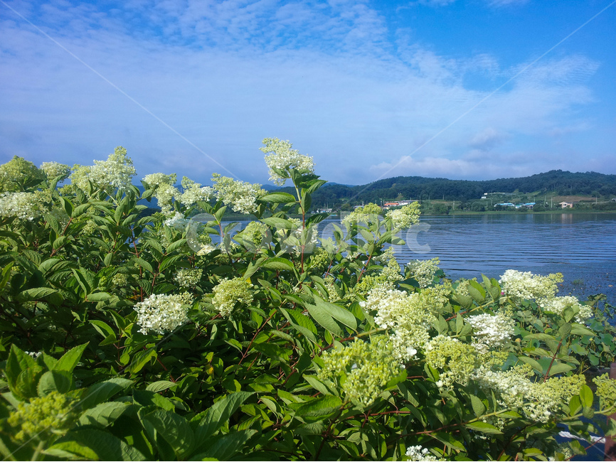 나무수국,꽃,신정호,호수,구름,풍경,식물,자연,plants,nature,꽃,flower