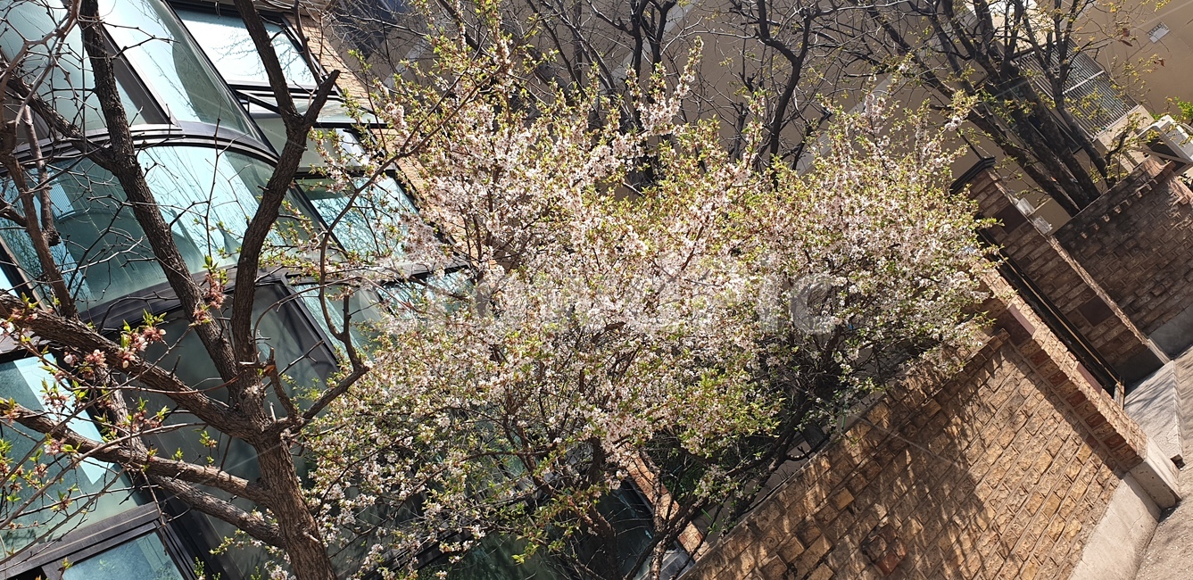 plant,나무,식물,tree,봄