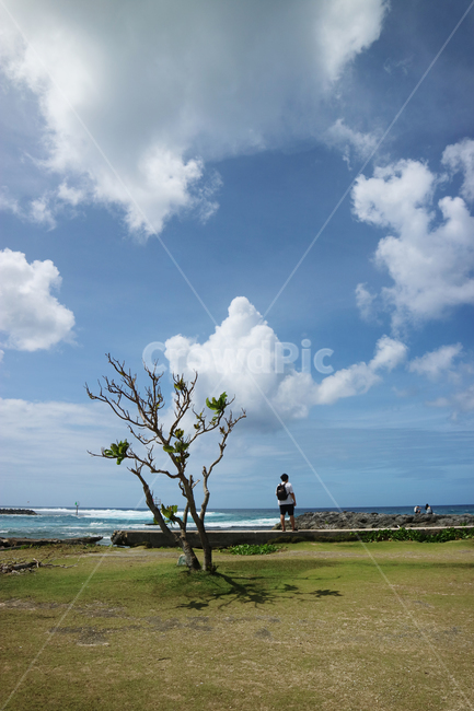 나무,혼자,나홀로,여행,바닷가,하늘,구름,sky,cloud,travel,alone,tree,남자,자연,풍경,nature,landscape,outdoors,옥외