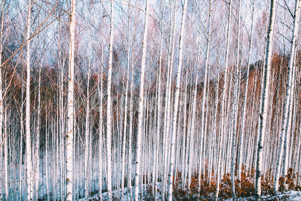 설경,눈풍경,자작나무숲,인제,자작나무,풍경,풍경사진,여행사진,여행,자연,nature,landscape,식물,plants,나무,trees,wood,흑백,모노톤,monochrome,blackandwhite,감성,한국자연풍경,한국자연경관,koreanlandscape,눈꽃,원대리,배경,백그라운드,snow,겨울,계절,winter,season,자연,풍경,nature,landscape,식물,plants,나무,trees,wood,감성,sensible,feeling,outdoors,옥외