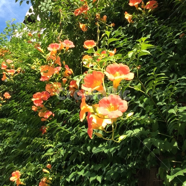 꽃,능소화,식물,화초,여름,꽃말,사랑,식물,자연,plants,nature,꽃,flower