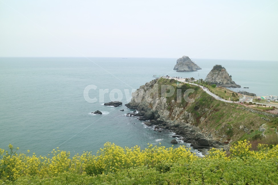 오륙도,바다,부산,유채꽃,풍경,자연,하늘,섬,관광지,푸른,바닷가,봄,sea,flower,nature,southkorea,sky,island,spring,landscape,자연,풍경,nature,landscape,한국자연풍경,한국자연경관,korea nature landscape,식물,plants,꽃,flower,land,땅,outdoors,옥외,shoreline,해안선,water,물,promontory,곶,ocean,대양