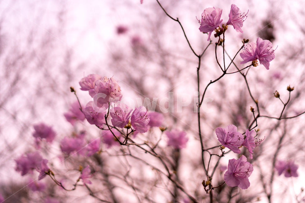봄,plant,식물,flower,blossom,진달래,분홍꽃,꽃,봄,계절,spring,season