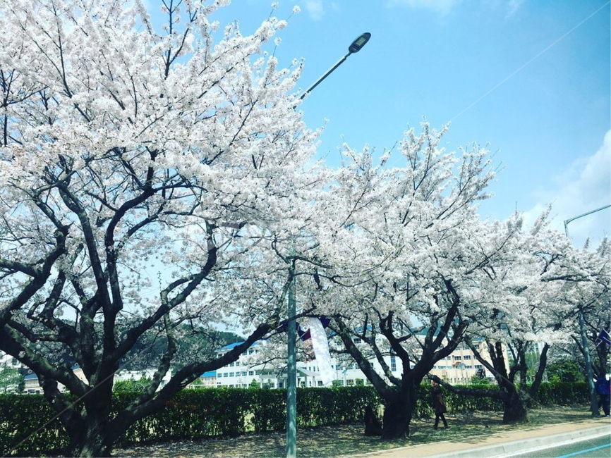 벚꽃,벚꽃축제,꽃,꽃축제,야경