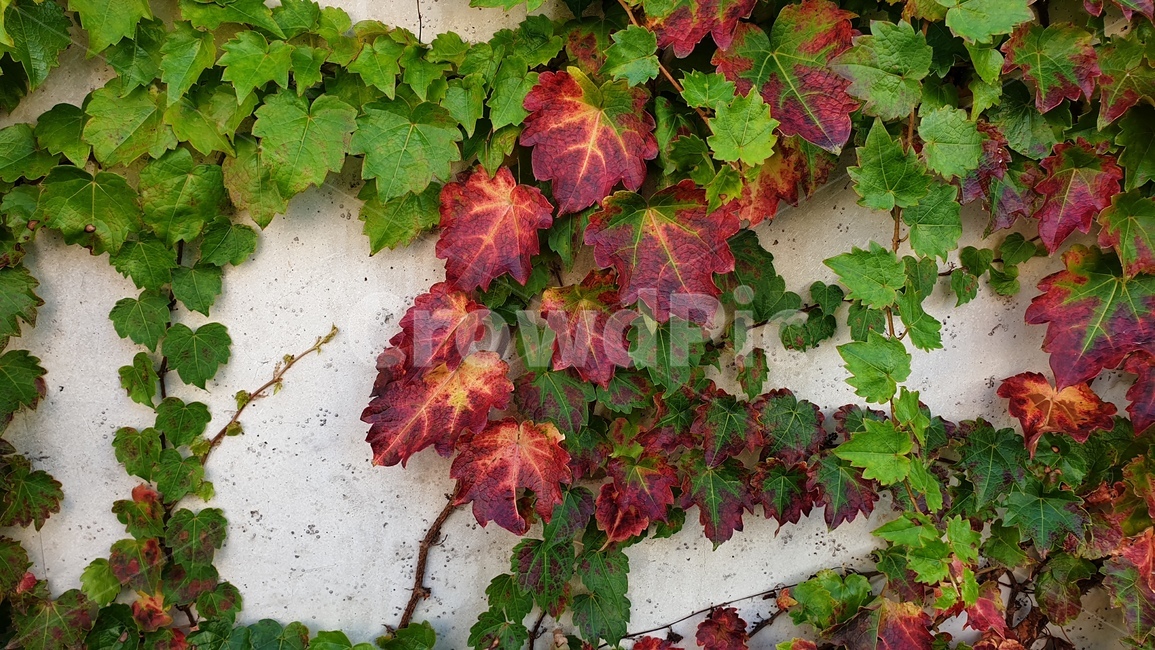 담쟁이,leaf,식물,잎,벽,식물,자연,plants,nature
