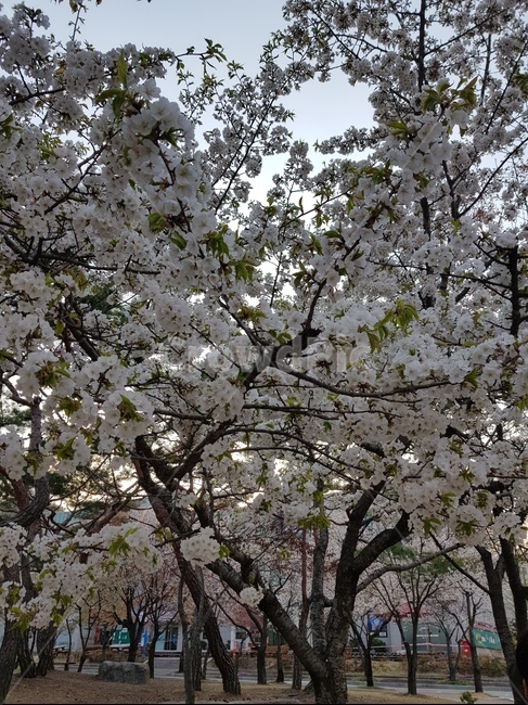 벚꽃,자연,풍경,경치,꽃