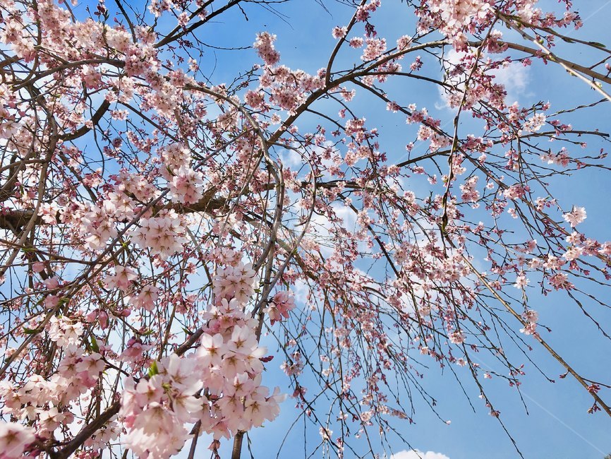 벚꽃,하늘,꽃,blossom,cherryblossom,식물,plant,나무,봄,계절,spring,season