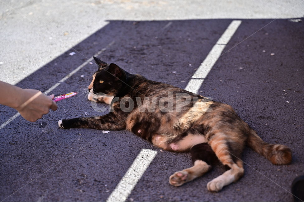 고양이,길고양이,도로,cat,streetcat,road,동물,animal,포유류,mammal,고양이,cat,kitten,kitty