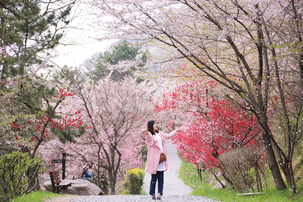 벚꽃,꽃비,드림로드,홍도화,안민고개,진해,진해군항제,봄,꽃,꽃동산,꽃길,자연,숲,사랑,사쿠라,봄꽃,식물,flower,nature,blossom,cherryblossom,spring,love,plants,꽃복숭아,꽃터널,forest,봄,계절,spring,season,자연,풍경,nature,landscape,사람,인물,인간,human,person,여성,여자,woman,female,lady,여행,휴가,traveling,vacation,trip,plant,cherry blossom