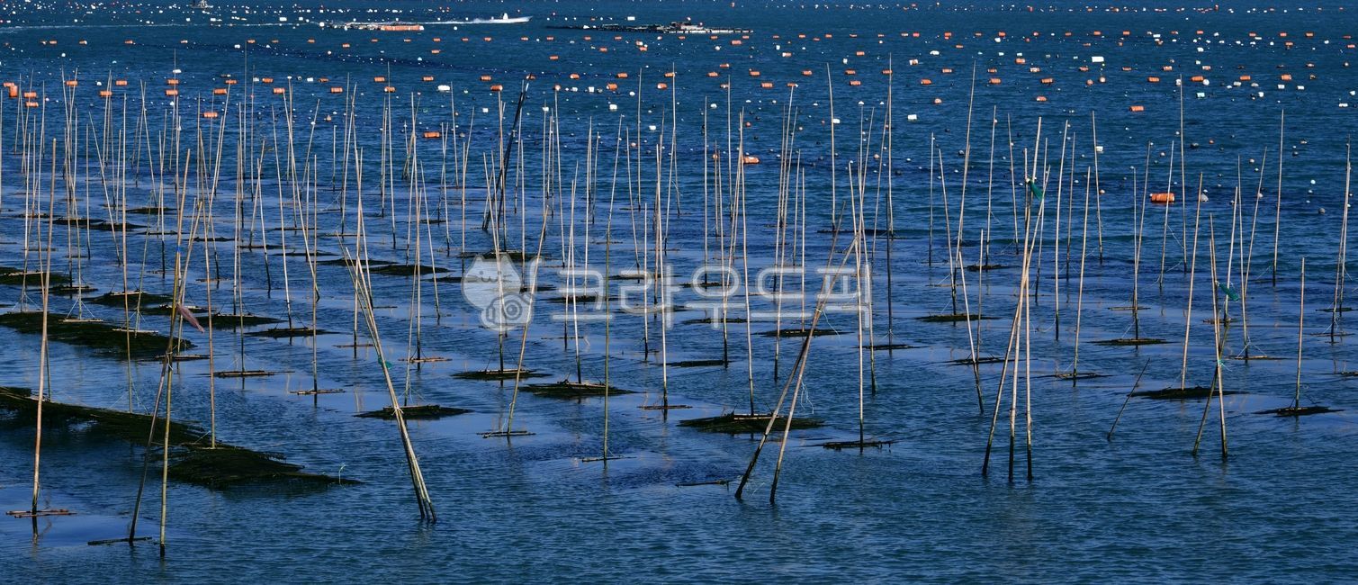 water,물,outdoors,옥외,nature,자연,매생이,매생이양식장,매생이수확,식재료,바다,양식장,해조류,어촌,매생이채취,매생이국,해변,해안가