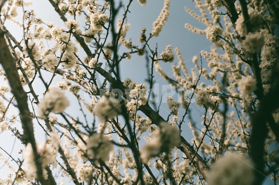 봄,벚꽃,cherryblossom,꽃,식물,나무,벚꽃나무,꽃나무,자연,flower,plant,nature,tree