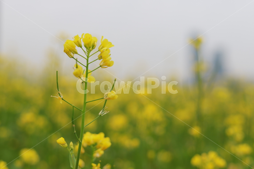꽃,flower,blossom,plant,식물,야외,자연,봄,spring,nature,풍경,봄,계절,spring,season,식물,자연,plants,nature,꽃,flower