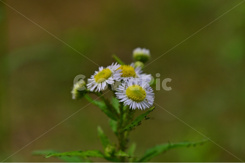 plant,식물,flower,blossom,꽃,개망초