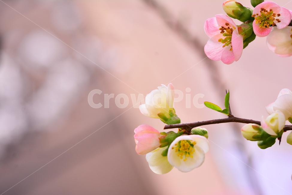 봄꽃,명자꽃,명자나무,꽃,분홍색꽃,핑크색,4월,5월,flowers,분위기,감성,필,화사한,아름다운,우아한,beautiful,엘레강스,elegance,연분홍색,나무꽃,관목,느낌,배경,바탕,백그라운드,background,봄,계절,spring,season,식물,자연,plants,nature,꽃,flower,plant