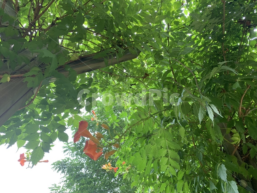 능소화,꽃,식물,나무,plant,tree