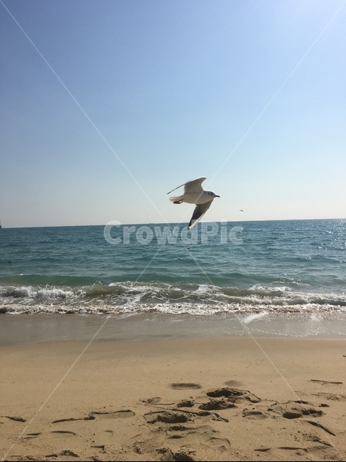 갈매기,바다,해변,모래사장,새,동물,animal,조류,새,birds