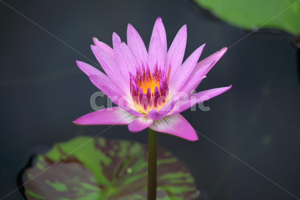 수련,꽃,수련꽃,연,waterlily