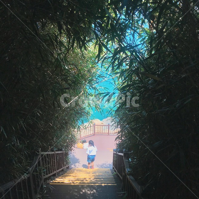 에메랄드,숲속,정글,빛,자연