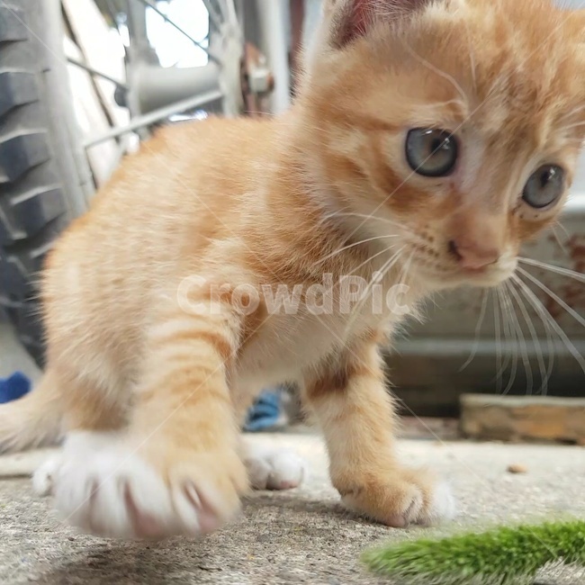 고양이,측면,눈,코,줄무늬