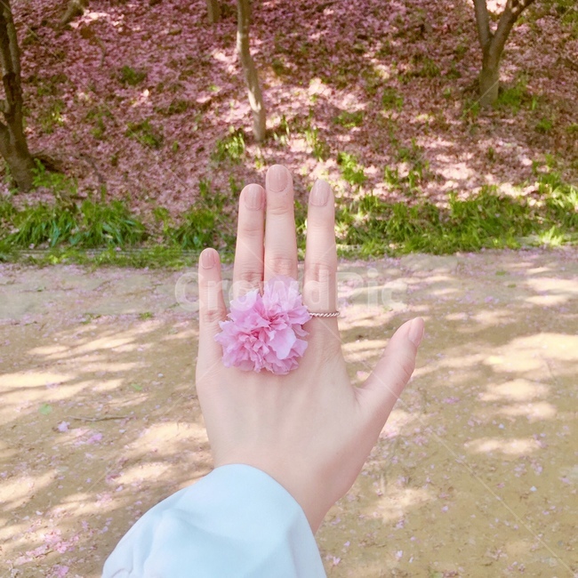 손,반지,벚꽃,봄,blossom,꽃반지,여자손,자연,풍경,식물,자연,plants,nature,꽃,flower,신체일부,몸,body