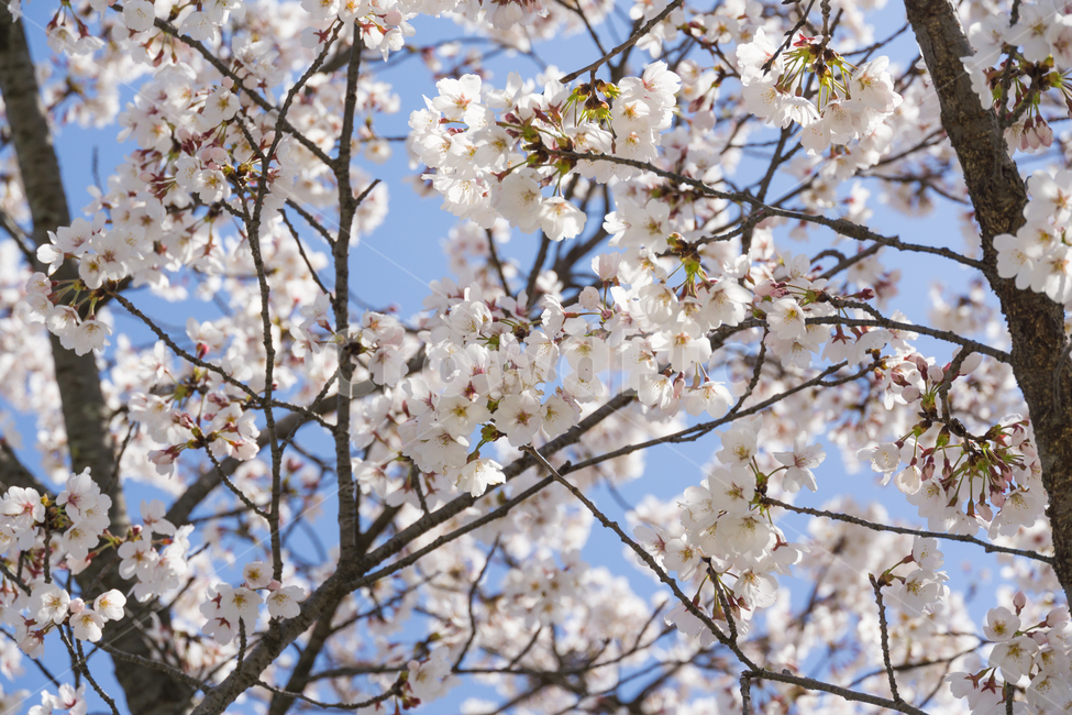 봄,벚꽃,나들이,봄꽃,꽃,감성,자연,풍경,cherryblossom,개화,식물,flower,blossom