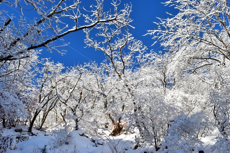 북한산,국립공원,설산,설경,눈,눈꽃,서울,도심지,명산,겨울,여행,국내여행,Seoul,Korea,National,Park,풍경,크리스마스,성탄절,화이트크리스마스,눈꽃풍경,비경,산행,등산,100대명산,기암,바위산,겨울,계절,winter,season,자연,풍경,nature,landscape,식물,plants,나무,trees,wood,outdoors,옥외,snow