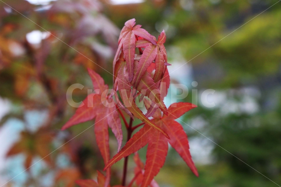 나무,단풍,빨강,빨간색,가을,식물,공원,야외,정원,접사,식물,자연,plants,nature,가을,계절,fall,autumn,season,plant,leaf,잎,tree