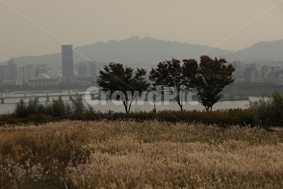 가을,갈대,나무,하늘,자연,가을,계절,fall,autumn,season,자연,풍경,nature,landscape