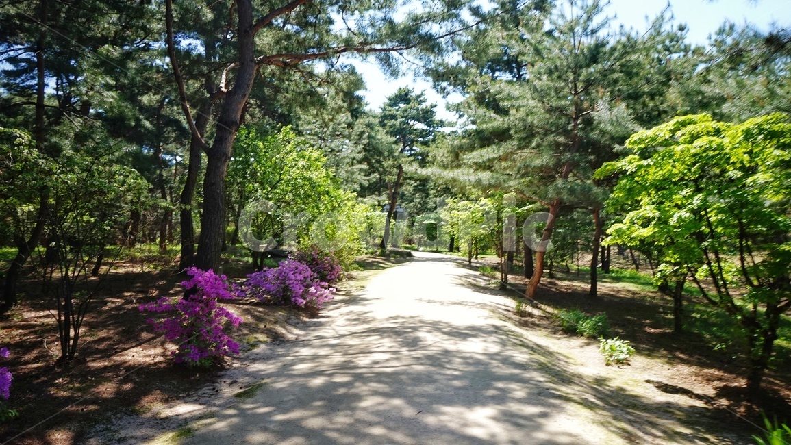 서울,풍경,자연,도시,한국