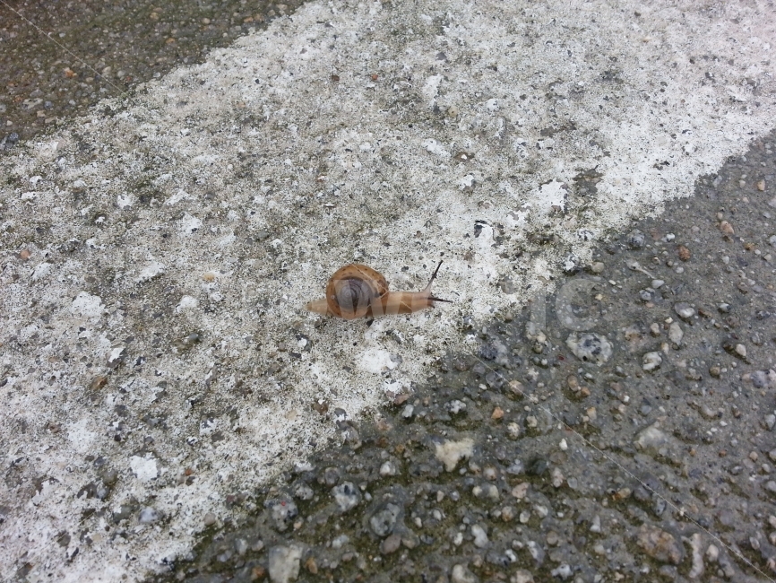 곤충,벌레,달팽이,insect,nature,자연,동물,animal,생명,축축한땅,젖은땅,비온후,비온뒤,아스팔트,도로,기어가다,엉금엉금,느릿느릿,천천히,slow,슬로우,느림보,느림뱅이,느린,이동,움직임,move,접사,클로즈업,macro,closeup,snap,스냅,마크로,동물,animal