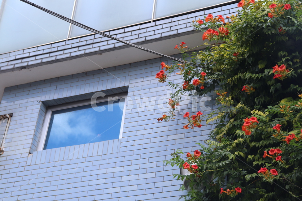 건물,외벽,빌딩,담벼락,창문,꽃,능소화,반영,구름,식물,자연,plants,nature,꽃,flower,건축물,건물외관,exterior,building,structure,architecture,construction