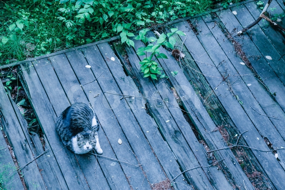 파랑,고양이,길고양이,아파트,아침,감성사진,동물,animal,포유류,mammal,고양이,cat,kitten,kitty