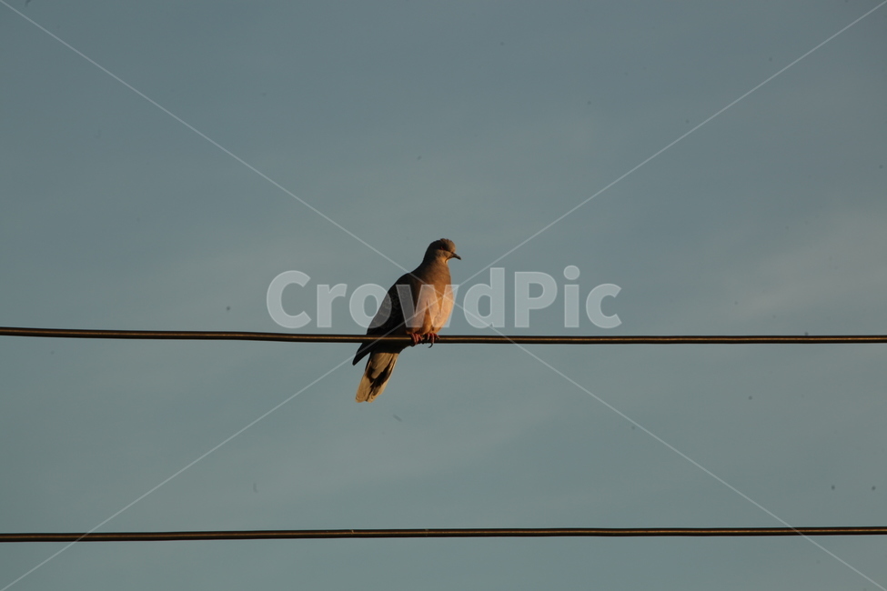 비둘기,전기줄,하늘,기다링,외로움,동물,animal,조류,새,birds