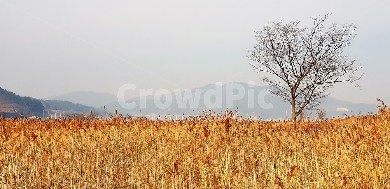 가을,들판,갈대,나무,자연,감성,하늘,계절,가을,계절,fall,autumn,season,자연,풍경,nature,landscape,plant,식물
