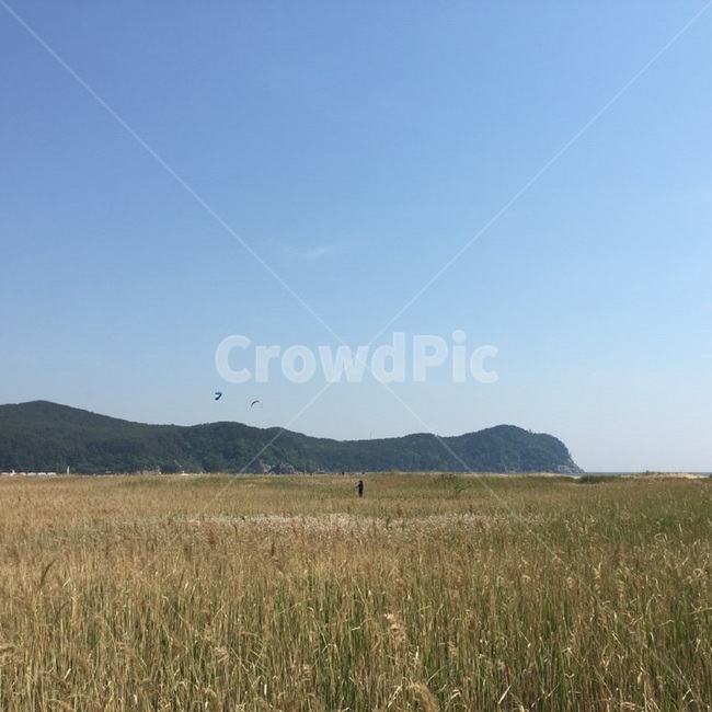 제주도,갈대,갈대밭,산,연날리기,연,하늘,제한라산,갈대숲,파란하늘