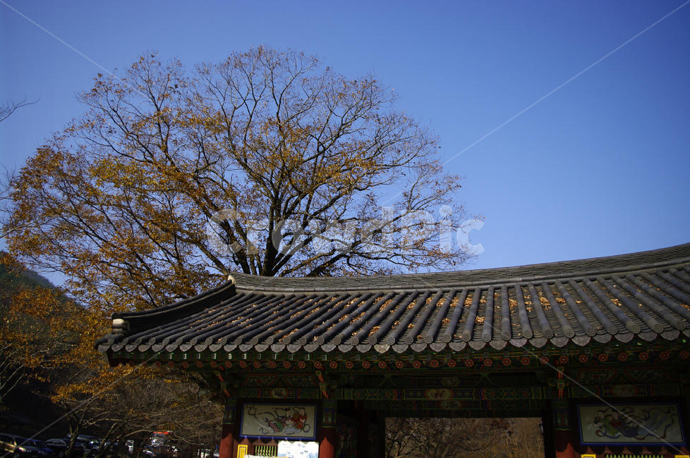 기와지붕,한국,전통,건축,나무,한국전통,한국문화,korean traditional,korean culture,건축물,건물외관,exterior,building,structure,architecture,construction