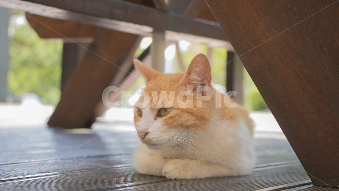 고양이,동물,귀여움,길고양이,식빵,자연,낮잠,동물,animal,포유류,mammal,고양이,cat,kitten,kitty
