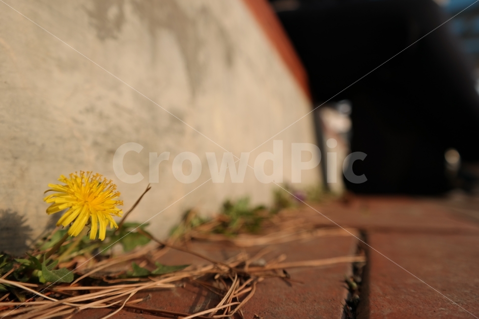 민들래,꽃,접사,봄,나무,학교,벤치,노랑,식물,자연,plants,nature,꽃,flower