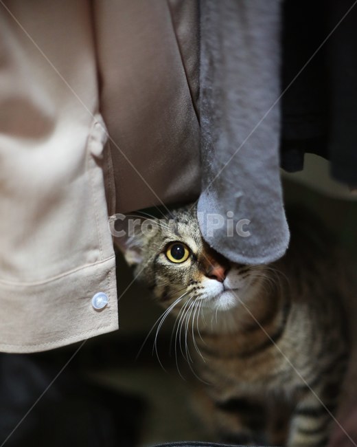 고양이,반려묘,코숏,반려동물,아기고양이,동물,animal,포유류,mammal,고양이,cat,kitten,kitty