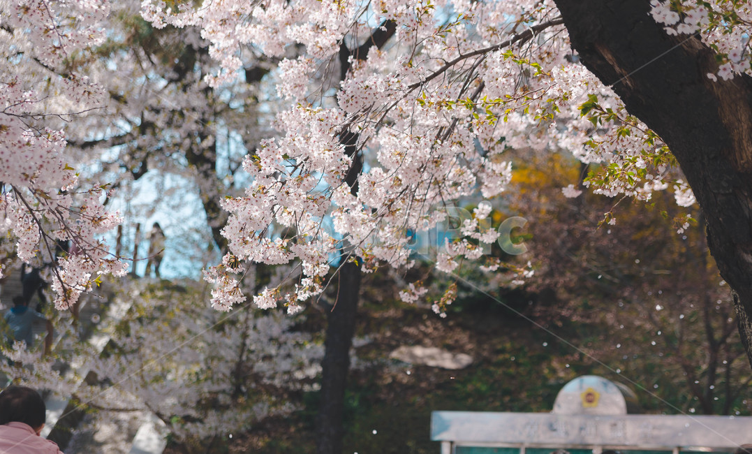 봄,벚꽃,꽃잎,flower,cheeryblossom,봄꽃