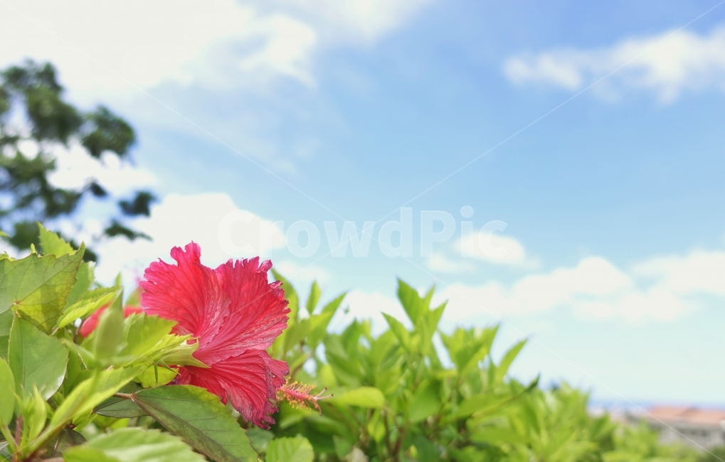 해외,오키나와,풍경,꽃,여행,식물,자연,plants,nature,꽃,flower