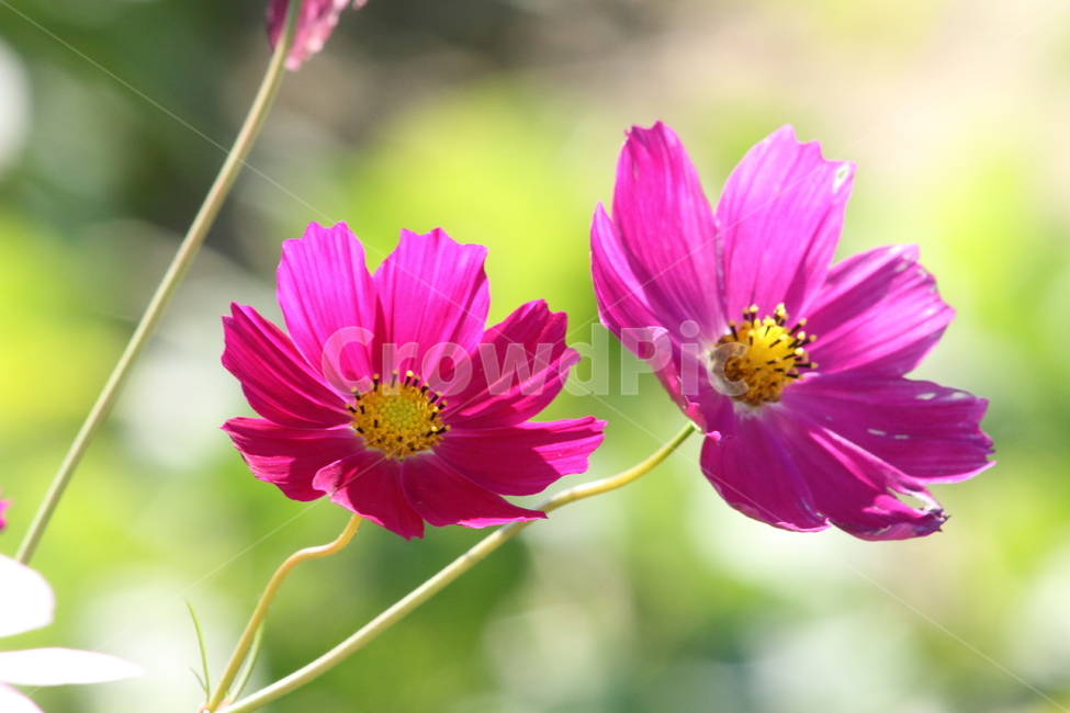 코스모스,꽃,식물,가을꽃,cosmos,가을,계절,fall,autumn,season,식물,자연,plants,nature,꽃,flower,plant