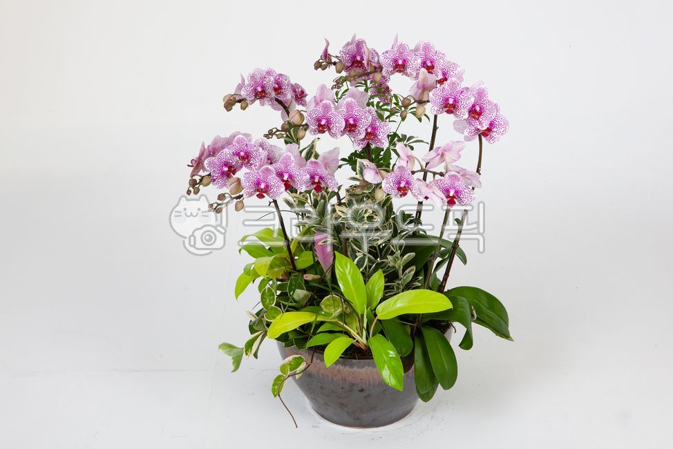 식물,난초,꽃,서양란,컬러,꽃잎,호접란,flower,ochid,petal