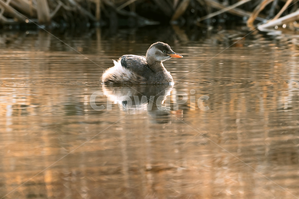 논병아리,새,조류,야생동물,자연,생태,생태계,littlegrebe,dabchick,animal,bird,동물,animal,조류,새,birds