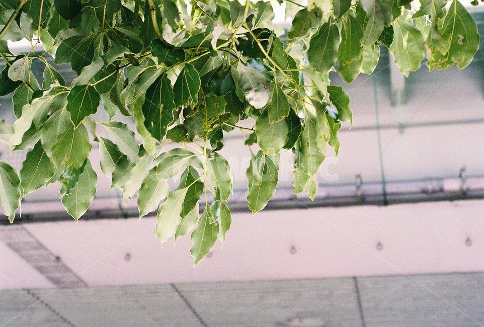 식물,꽃,나무,풍경,여름,식물,자연,plants,nature